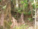 Kahaualea Trail